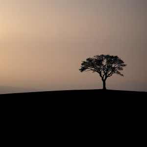 Single Tree On Horizon Minimal Landscape Serene